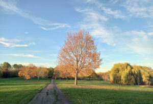 Herbst im Park Leipzig-Dösen (1)