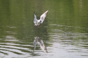 Landeanflug einer Möwe