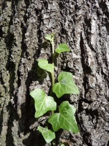 Efeu klettert auf den Baum