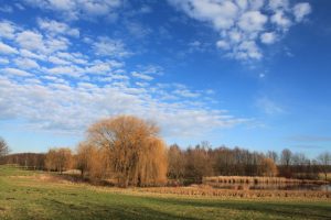 Schäfchen zählen im Dösner Park Leipzig